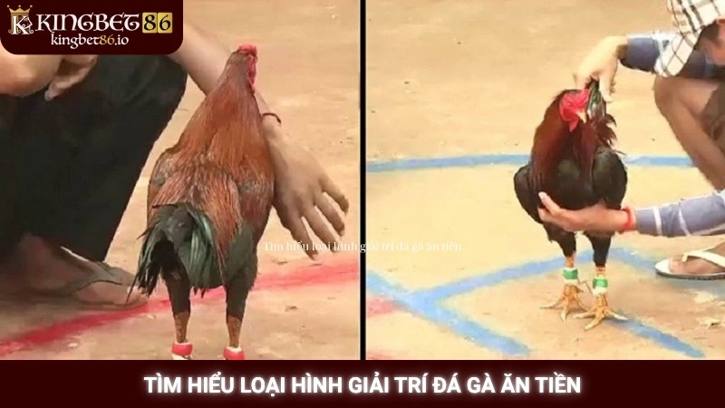 Tìm hiểu loại hình giải trí đá gà ăn tiền