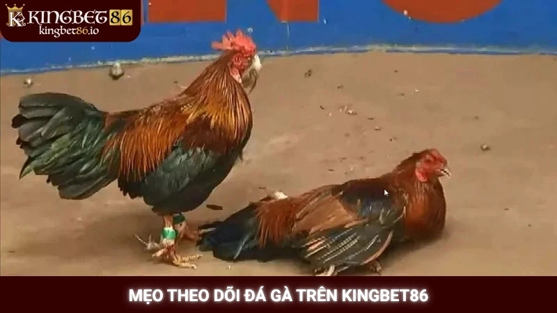 Mẹo theo dõi đá gà trên Kingbet86